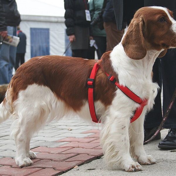 Springer Spaniel in a red harness