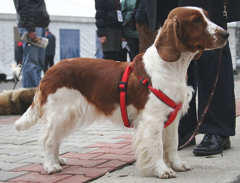 Springer Spaniel in a red harness