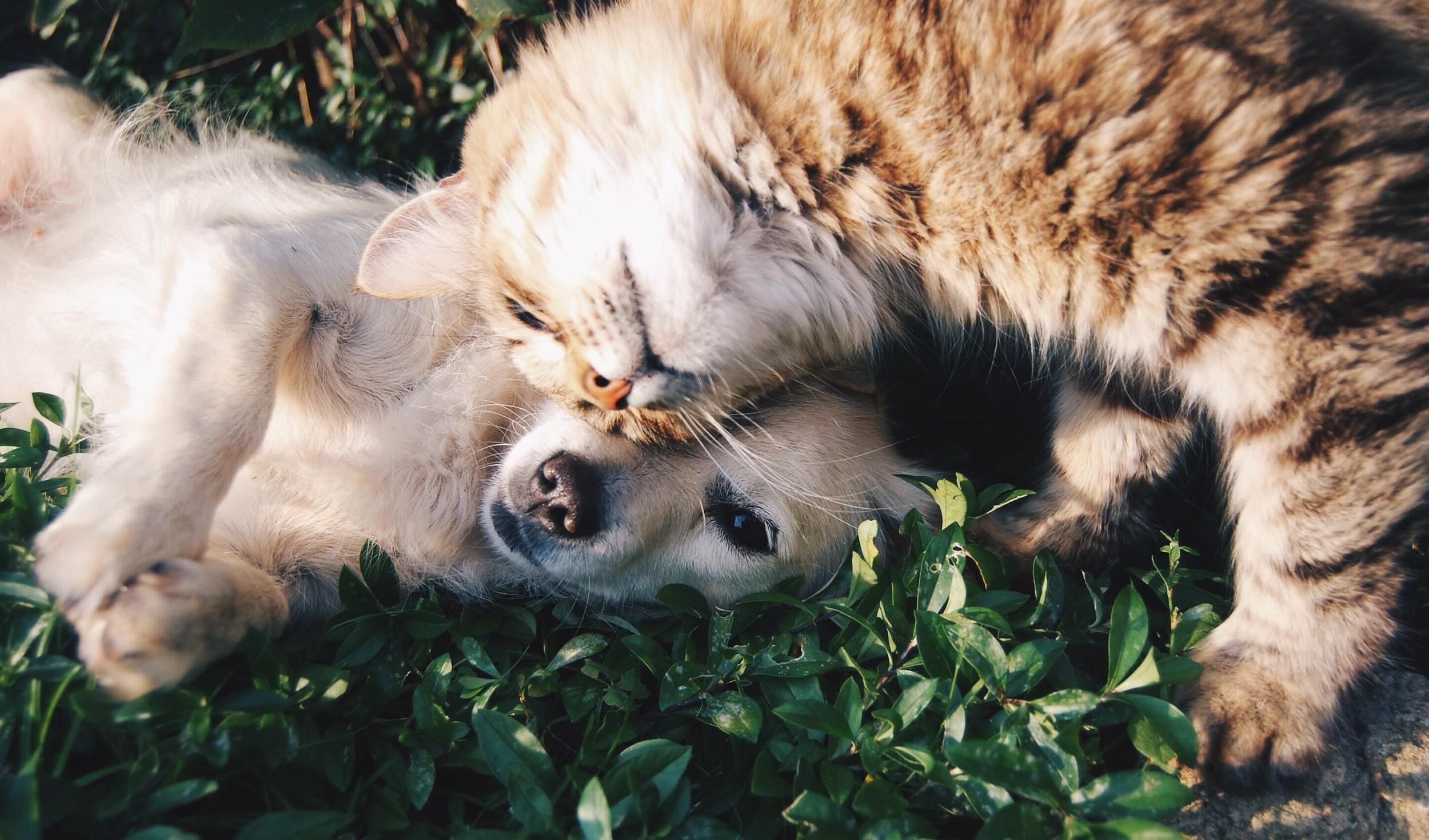 Cute cat and dog snuggling on grass