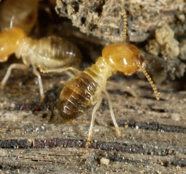 The Damage Deterrent - How to Avoid Termite Infestations