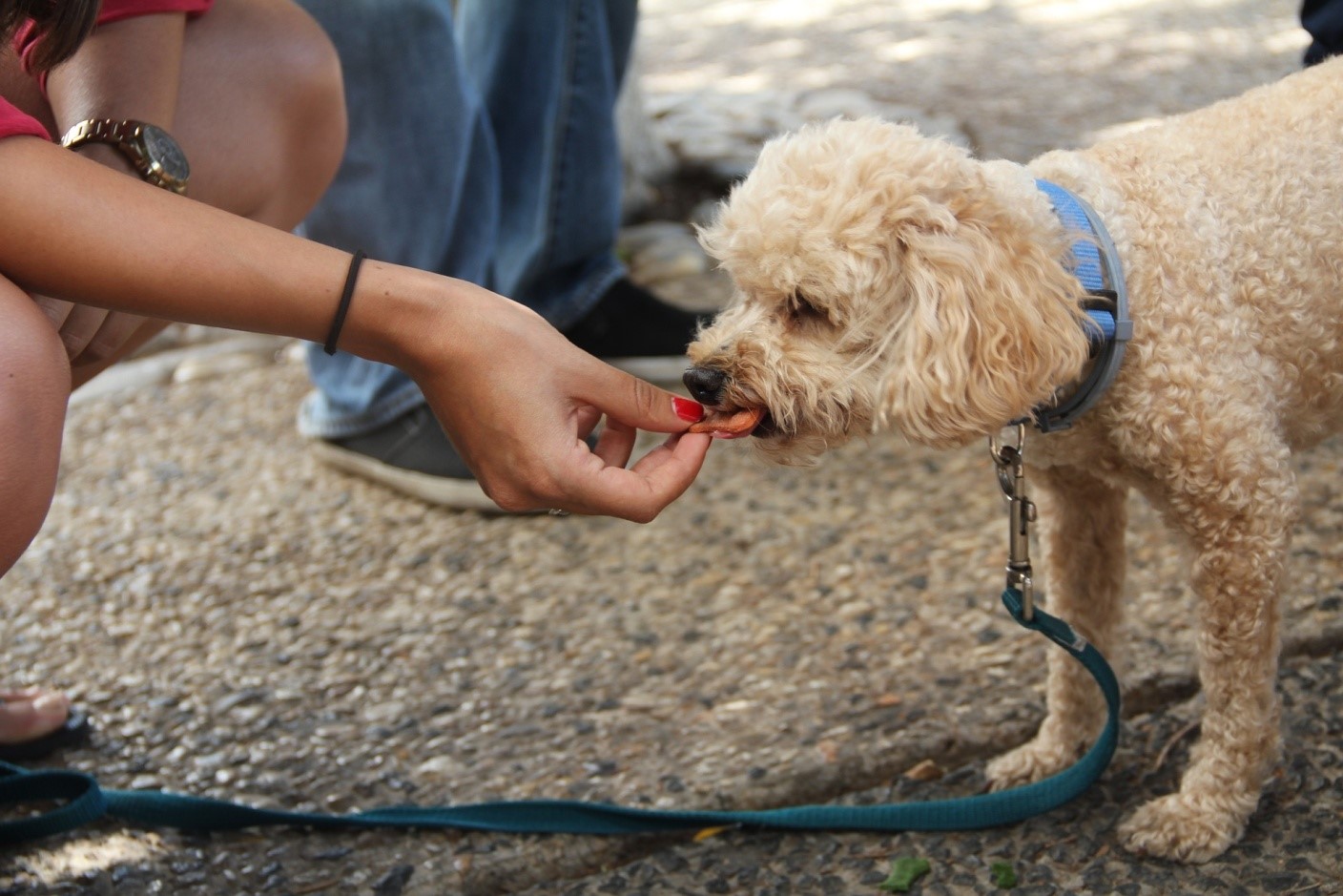 Pet dog being fed a treat by owner