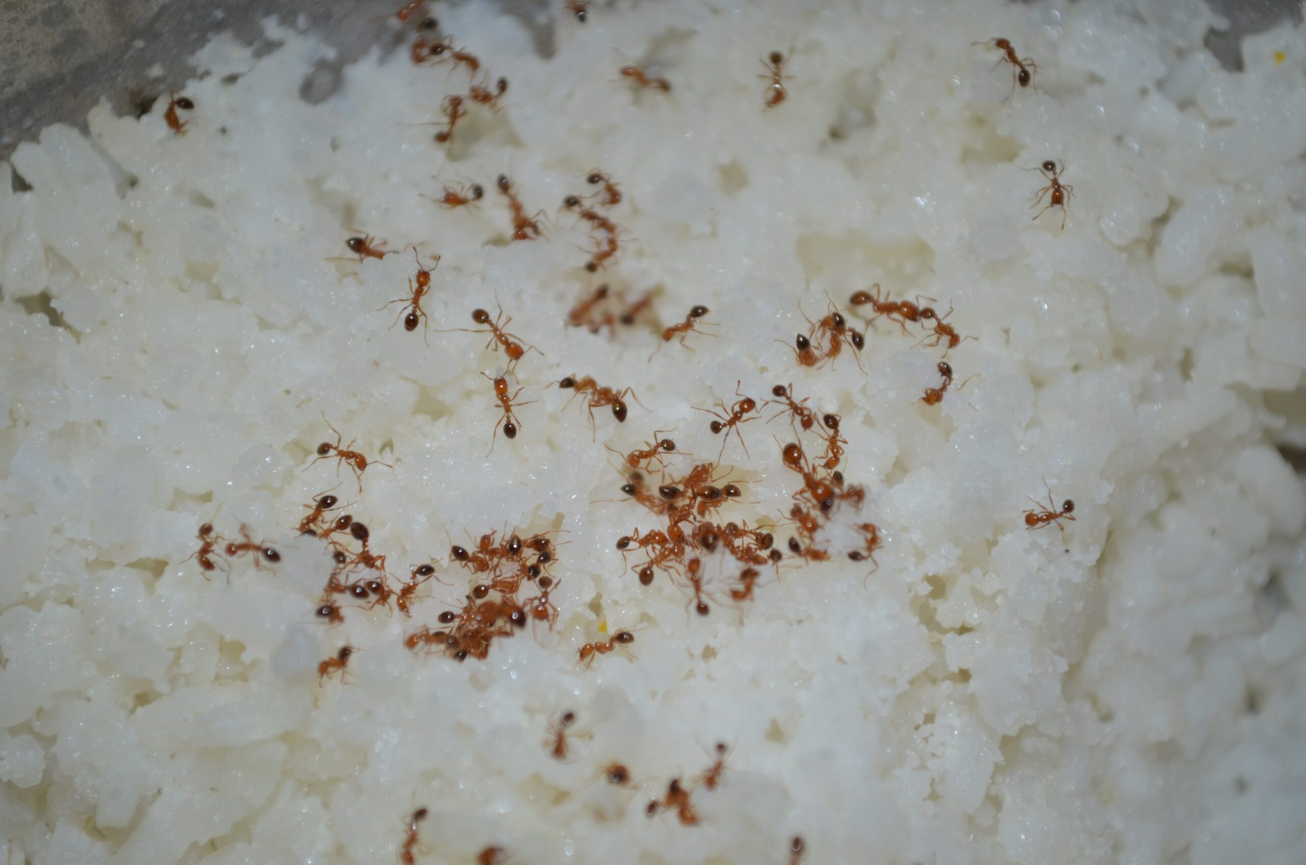 Fire ants on rice