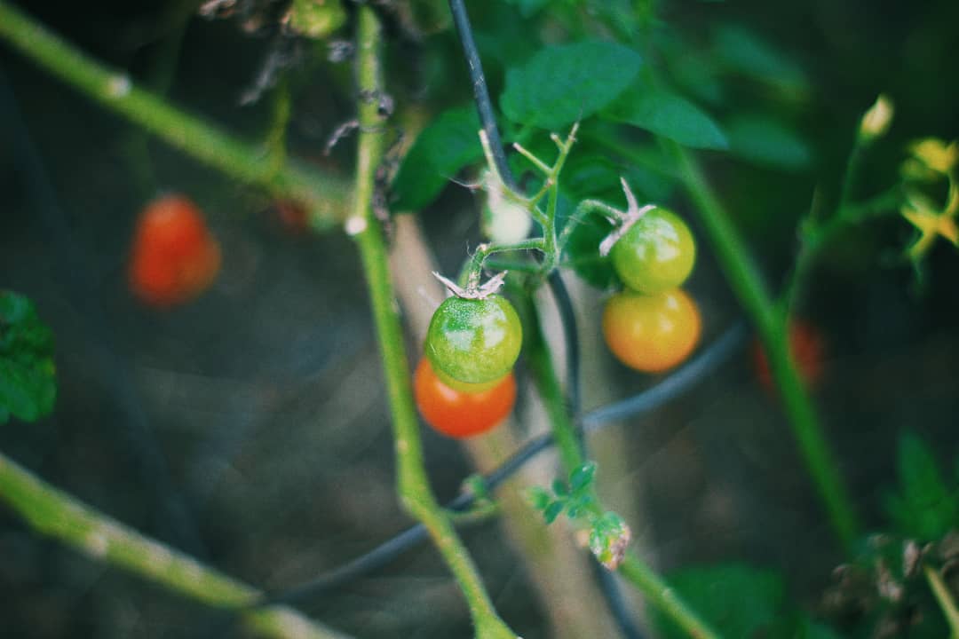 Tomatoes growing