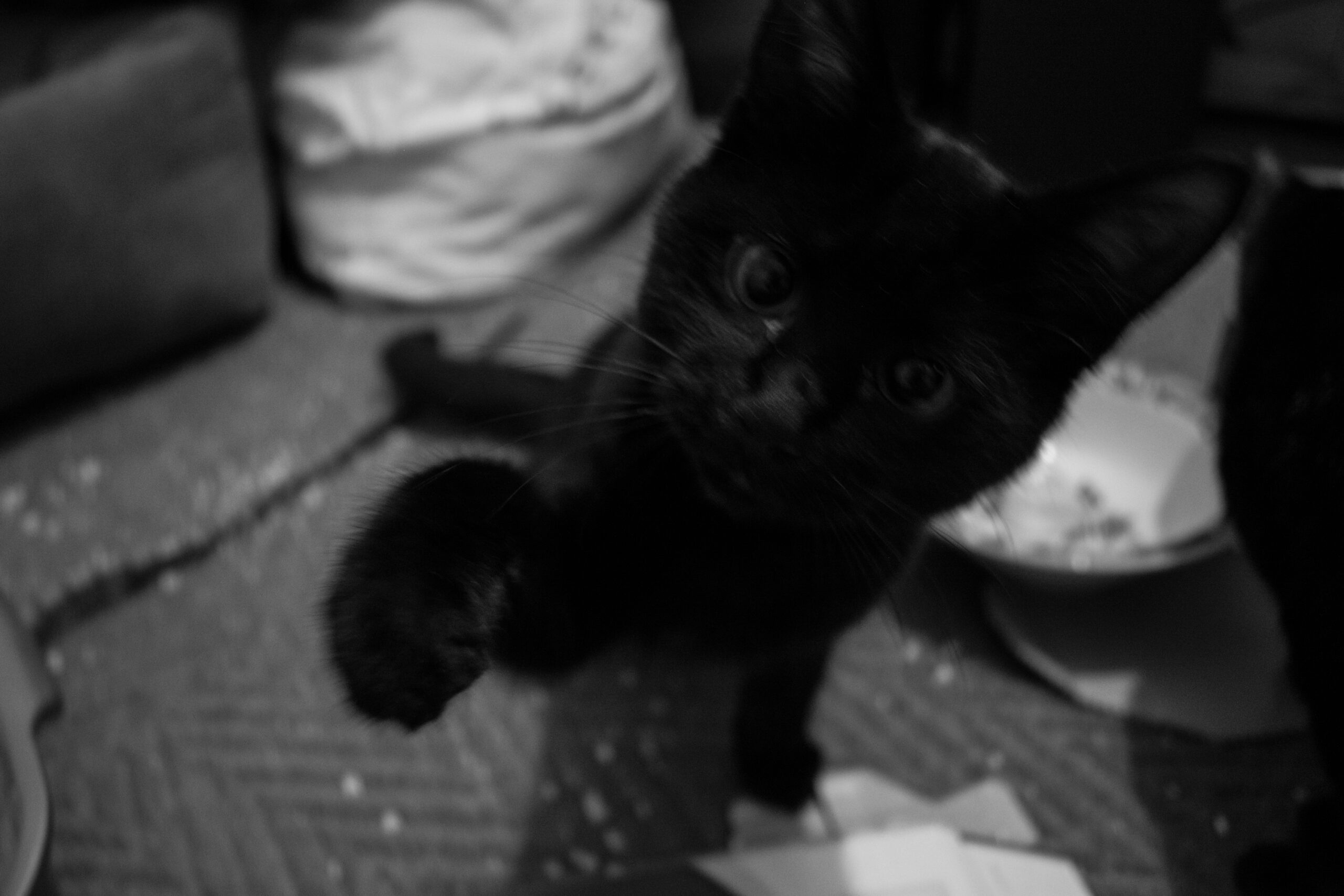 Black cat reaching for camera