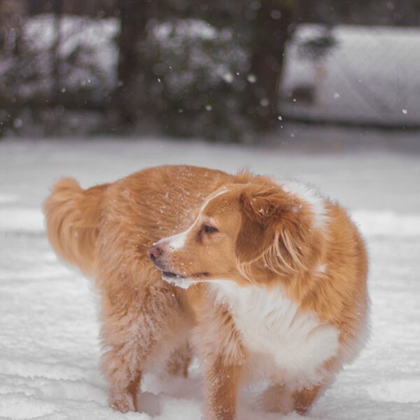 Sadie playing in the snow