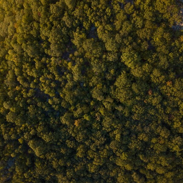 Aerial view of forest at Beacon Mountain, USA