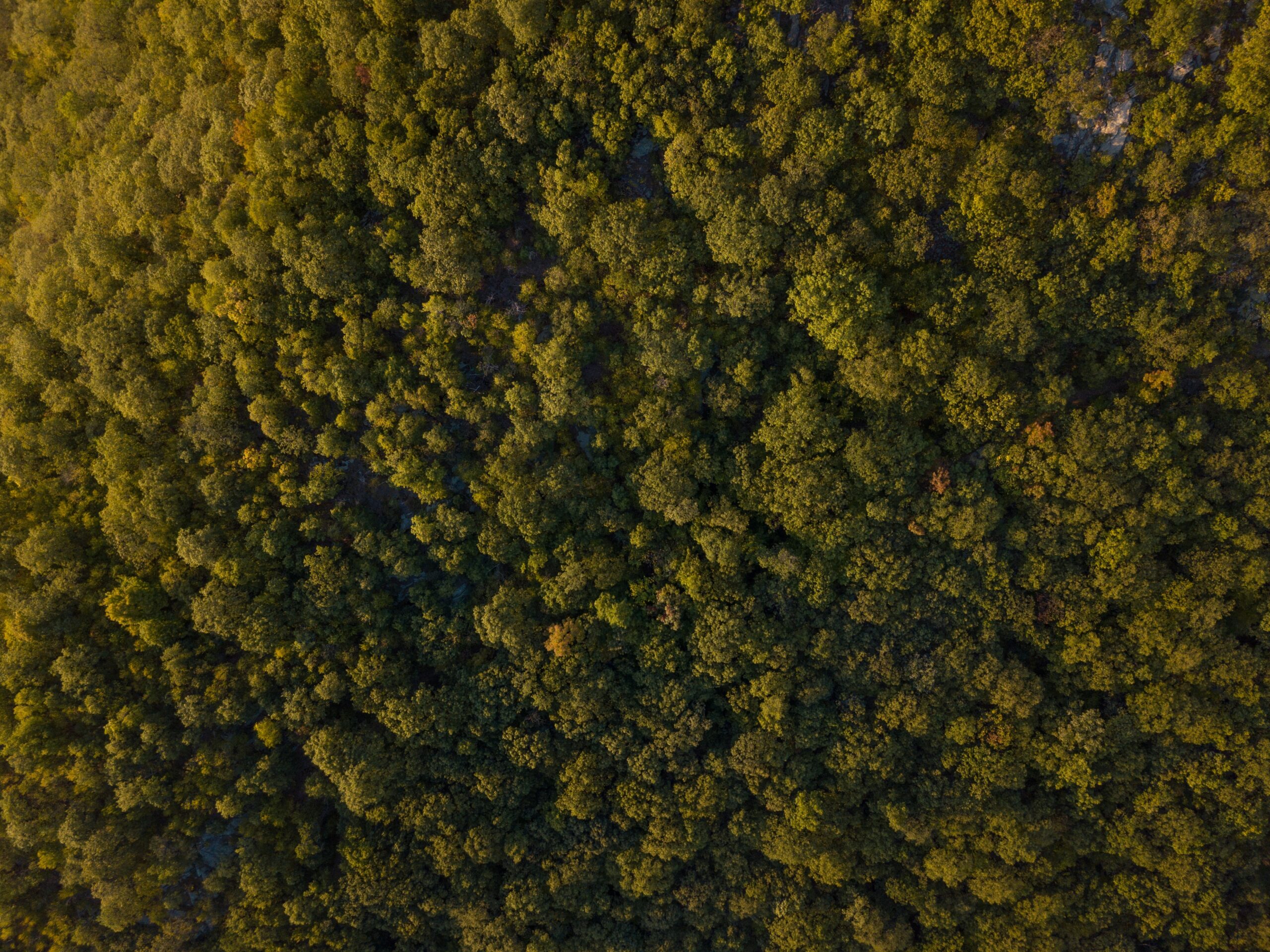 Aerial view of forest at Beacon Mountain, USA