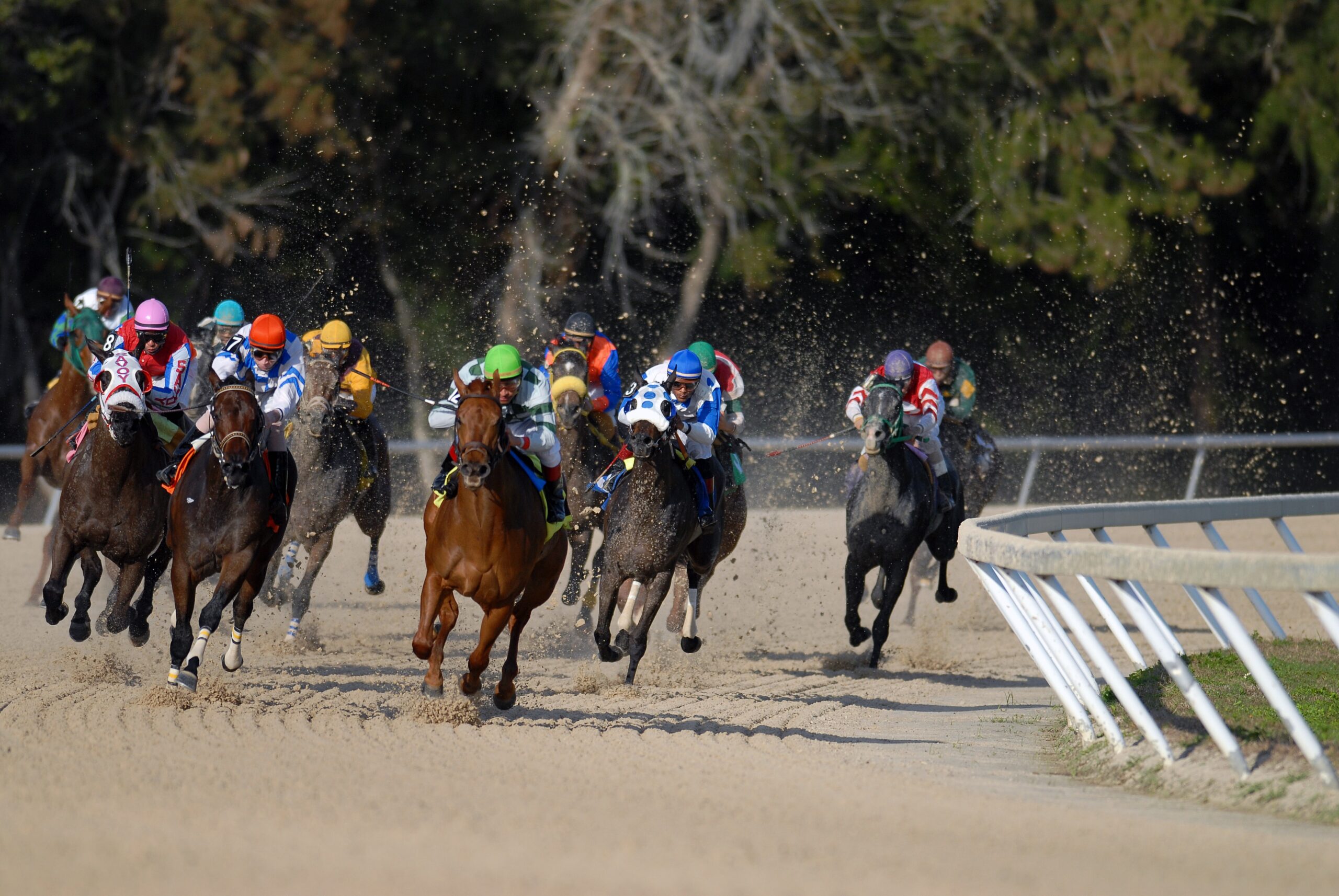 Horse race at Tampa Bay Downs