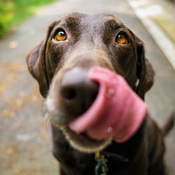 Adult chocolate Labrador retriever licking nose