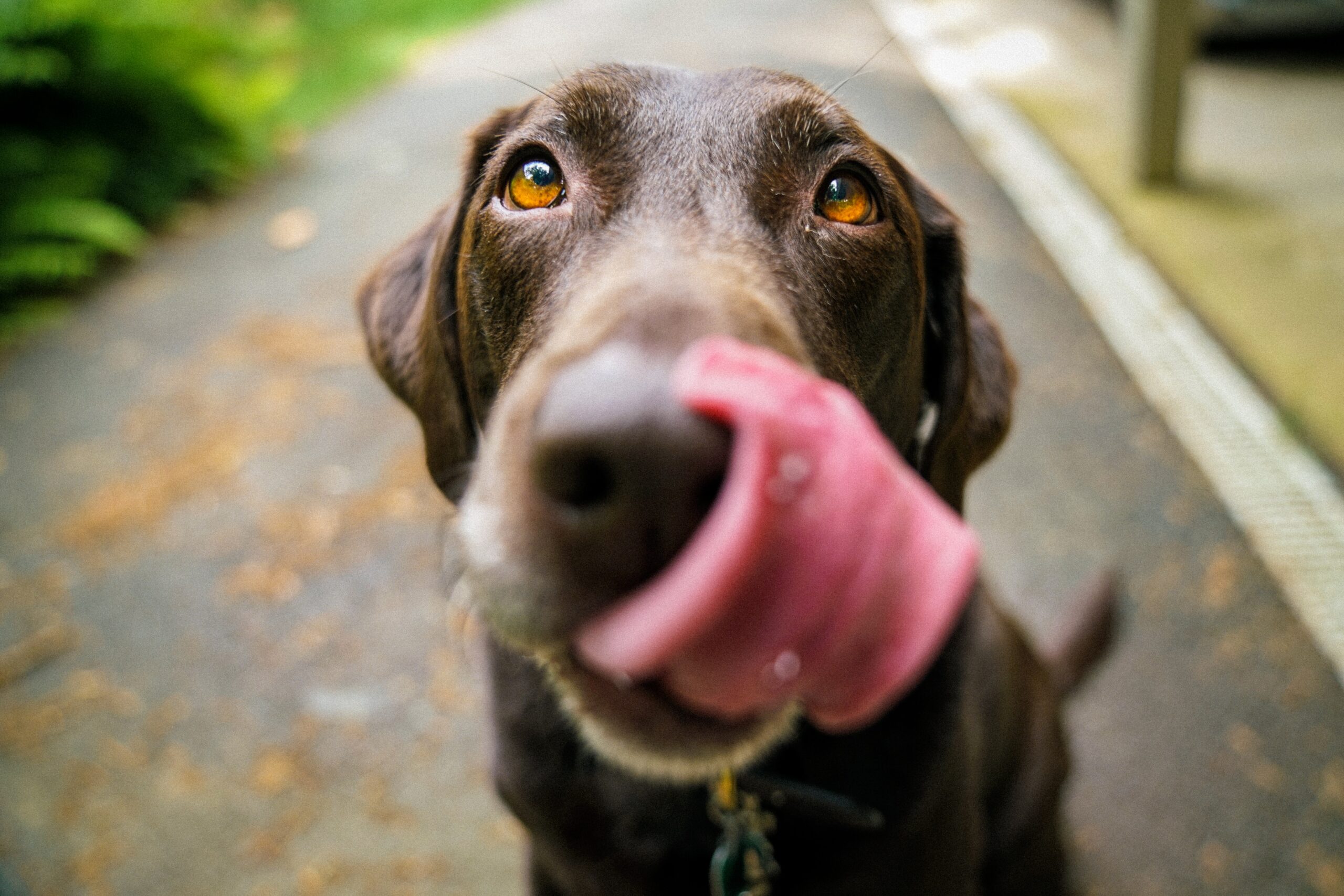 Adult chocolate Labrador retriever licking nose