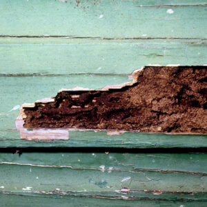 Termite damage in weatherboard cladding