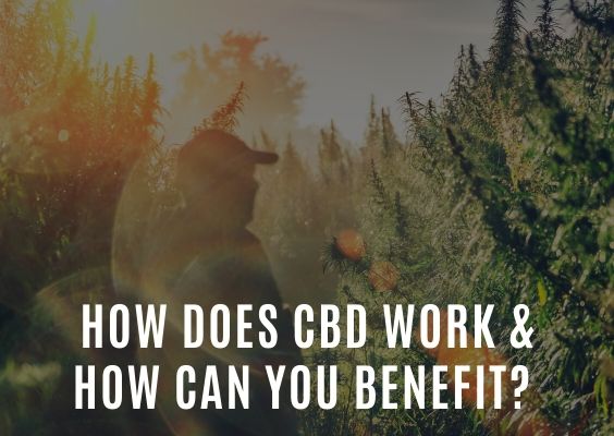 How Does CBD Work & How Can You Benefit?