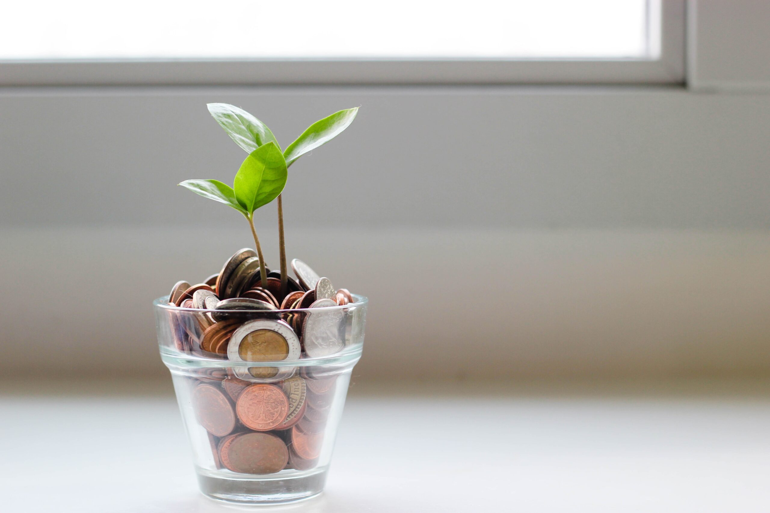 Money in a clear plant pot