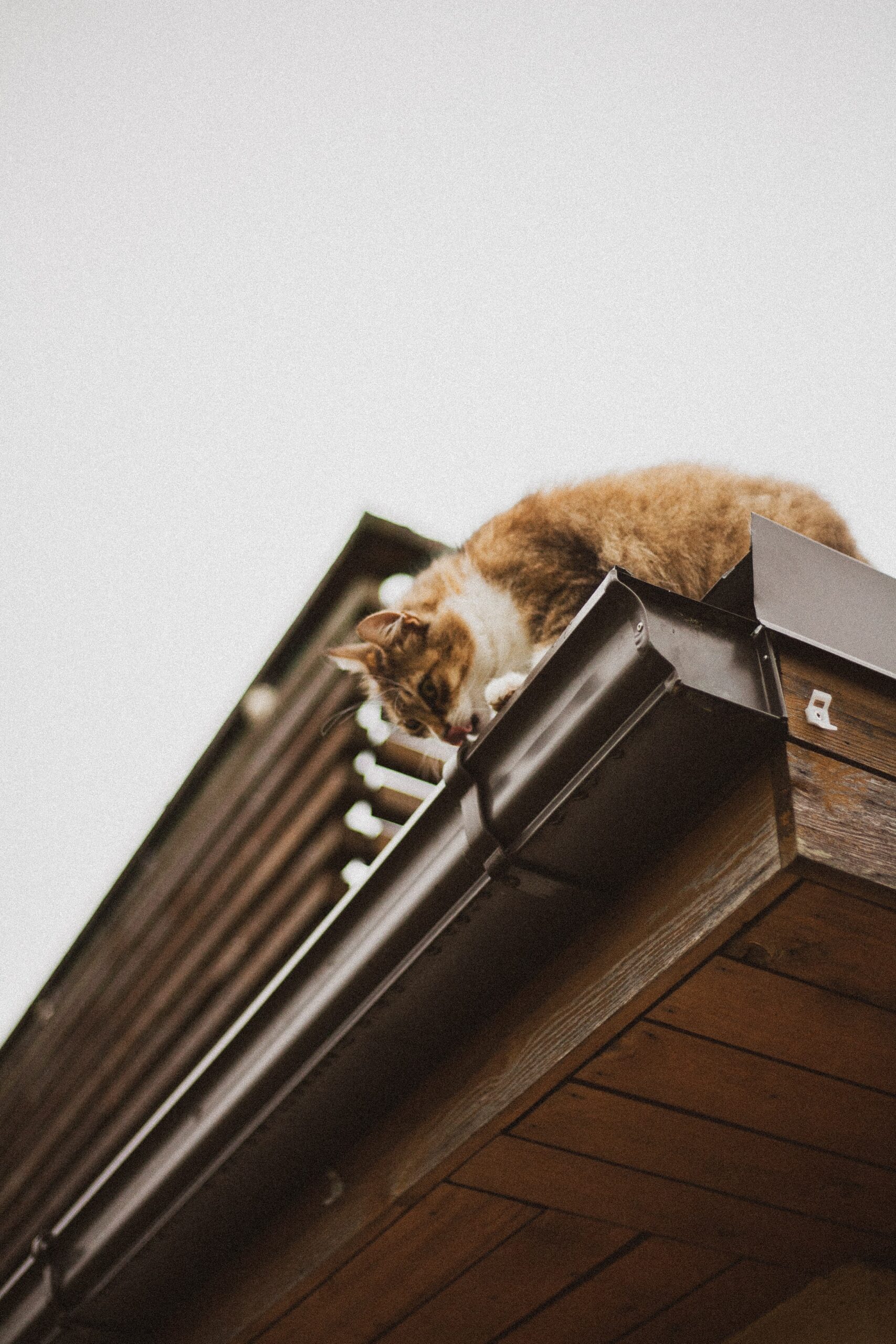 Cat looking into a gutter on a roof