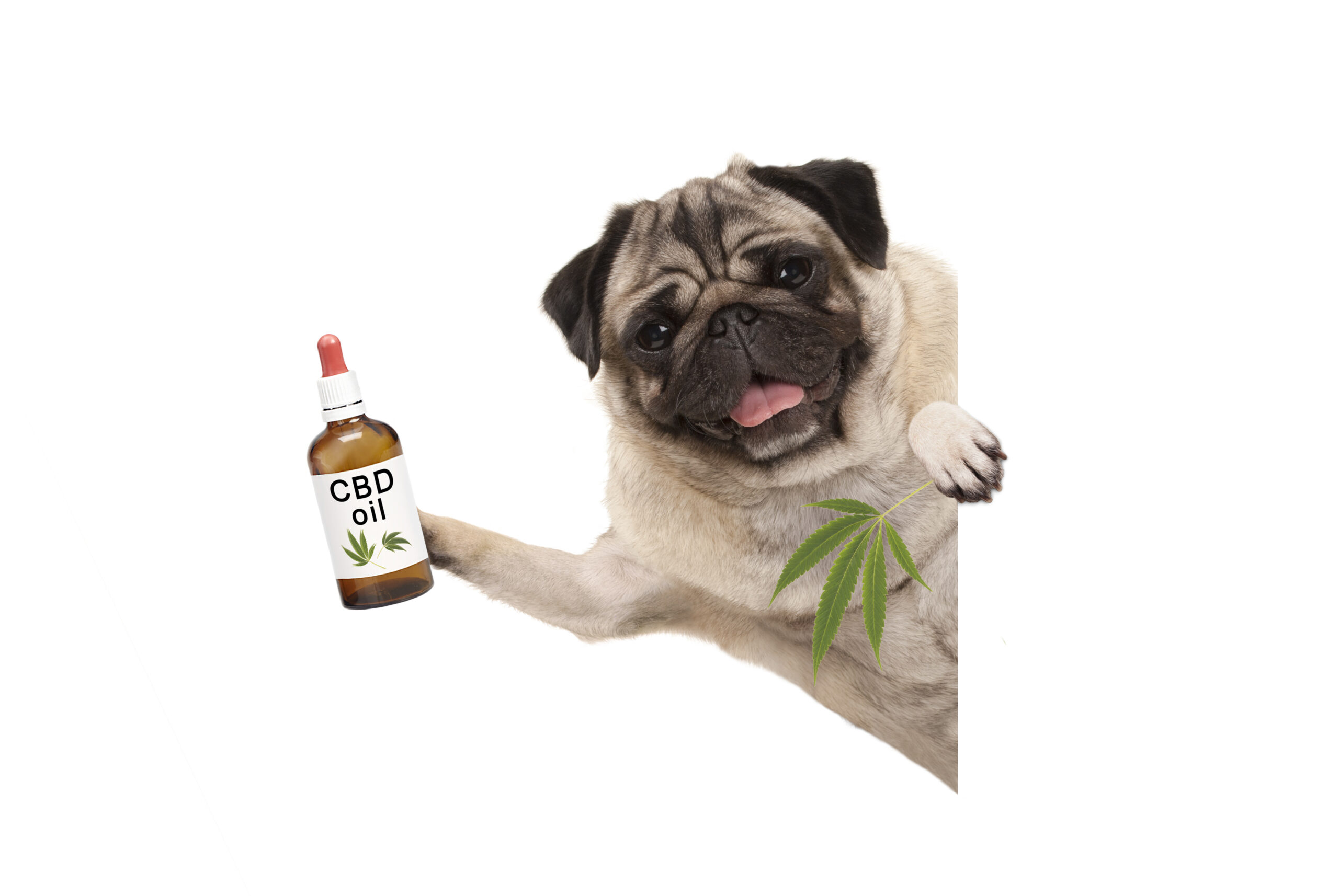 Cute smiling pug puppy dog holding up bottle of CBD oil