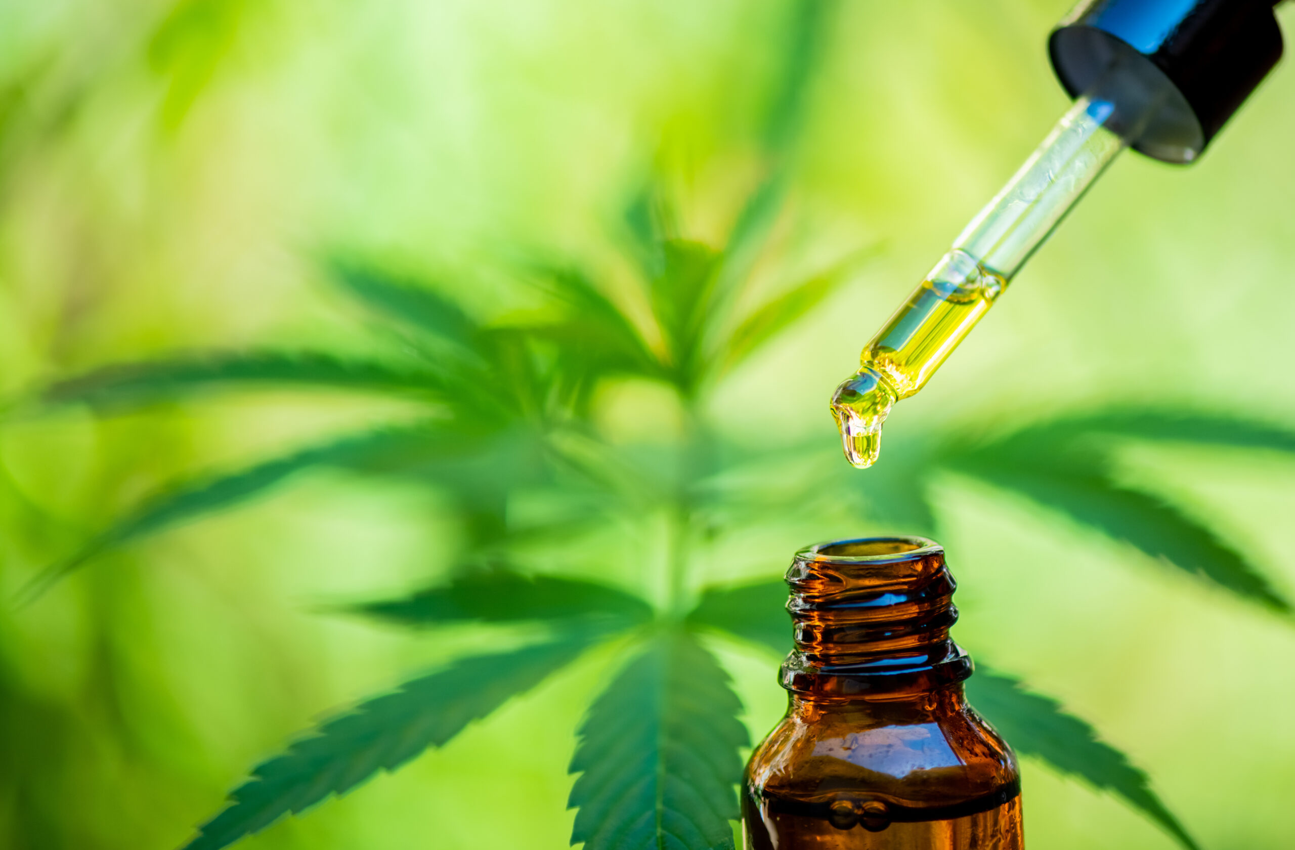 CBD hemp oil, drip, bio-medicine and ecology, hemp plant, herb, medicine, cbd oil from medical extraction
