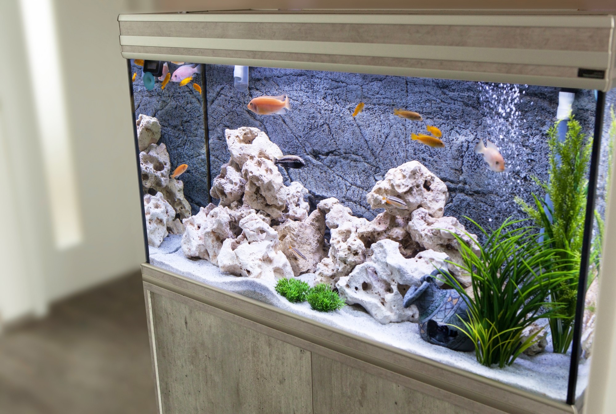 Aquarium with cichlids fish from Lake Malawi