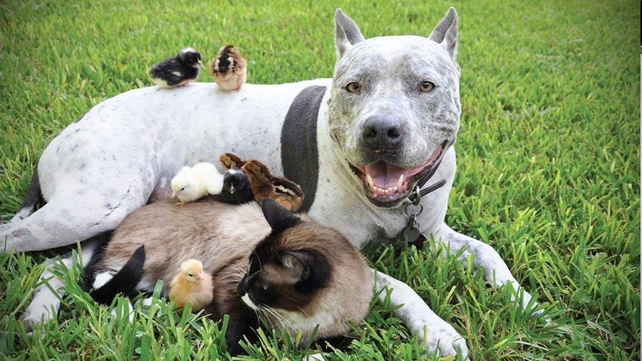 Dog, cat and chicks
