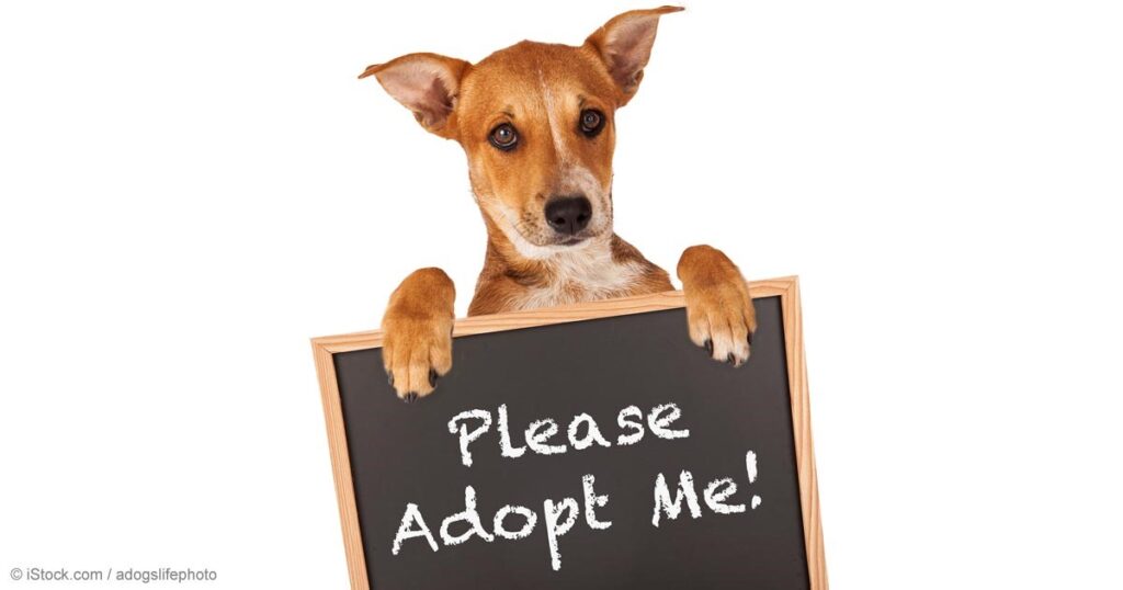 Dog holding a sign saying 'Please Adopt Me!'