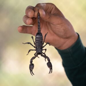 Person holding a scorpion