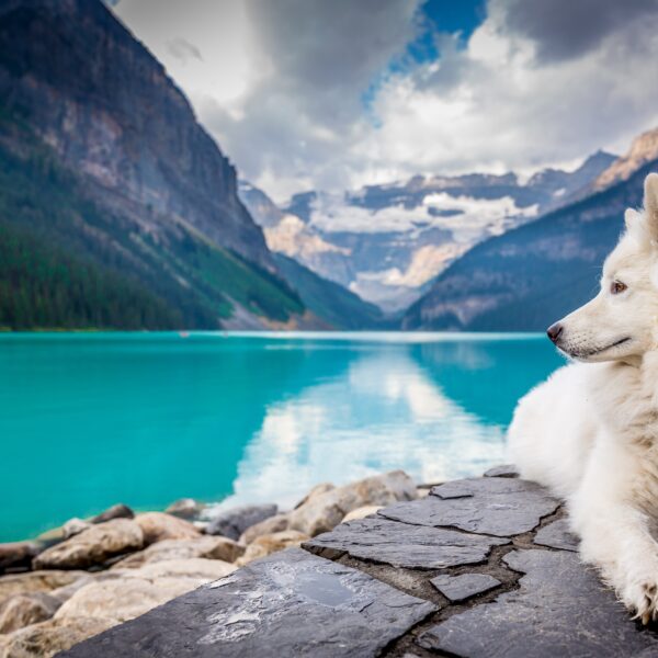 Dog in front of Lake Louise, Canada