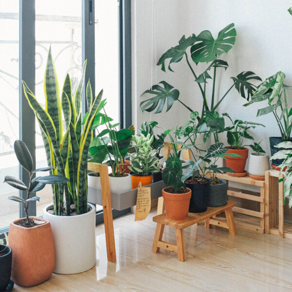 Potted indoor plants