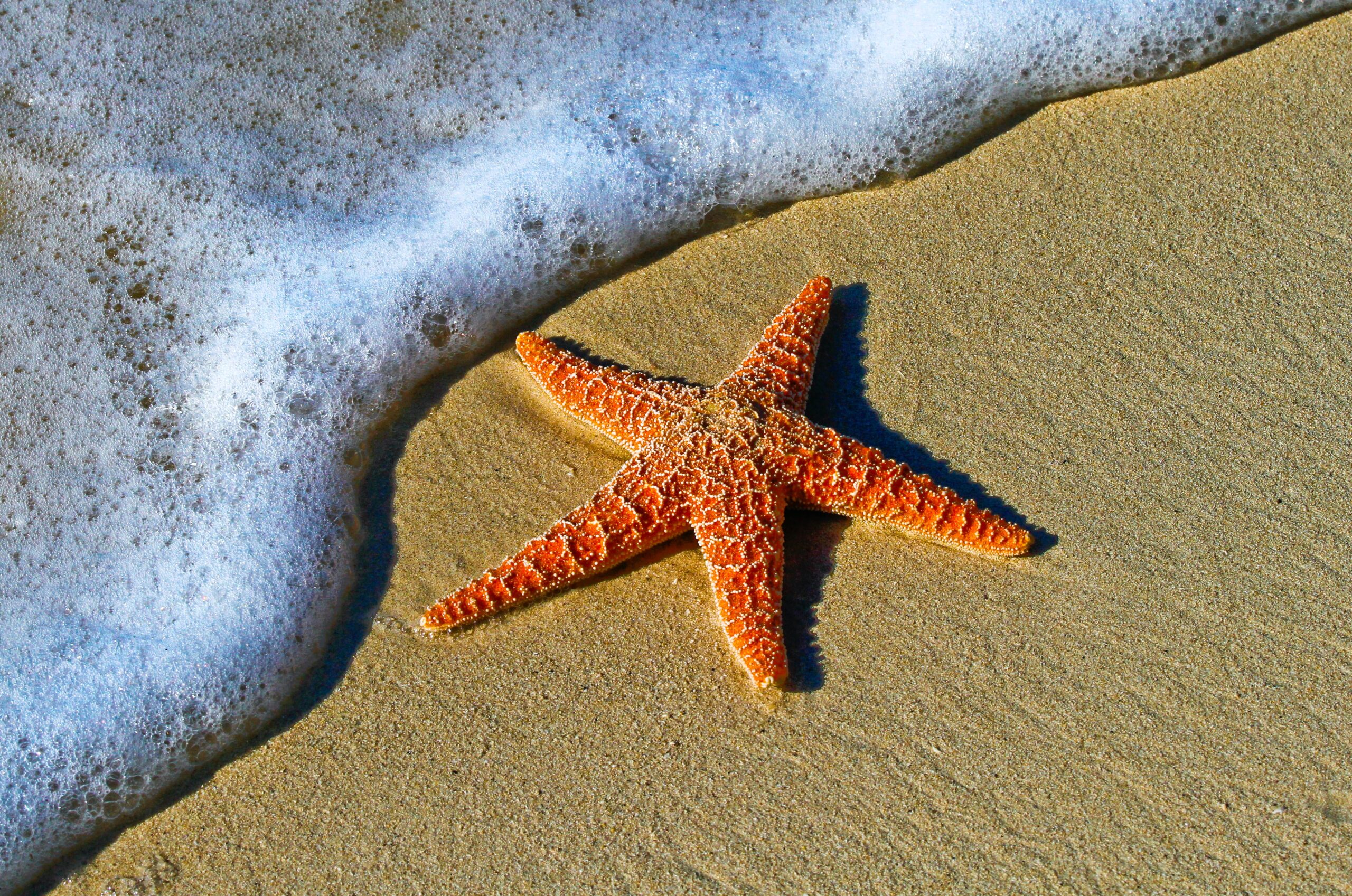 Starfish on the beach in Key West, USA