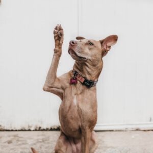 Dog raising a paw