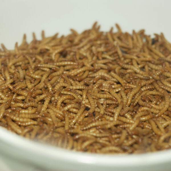 Mealworms in a bowl