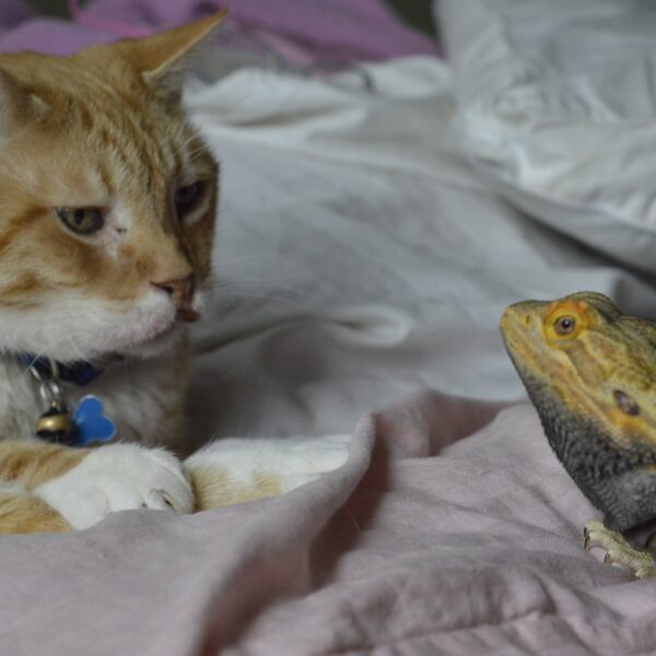 Cat and bearded dragon