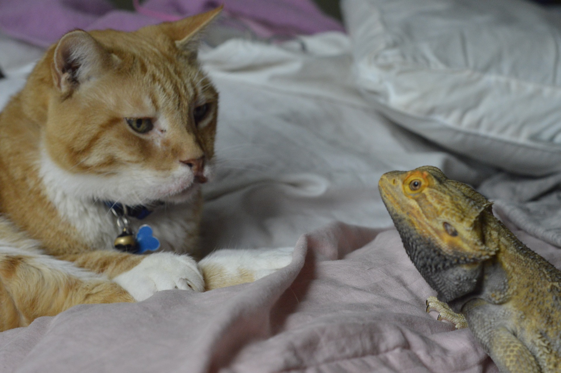 Cat and bearded dragon