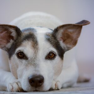 Adult White and Black Jack Russell Terrier