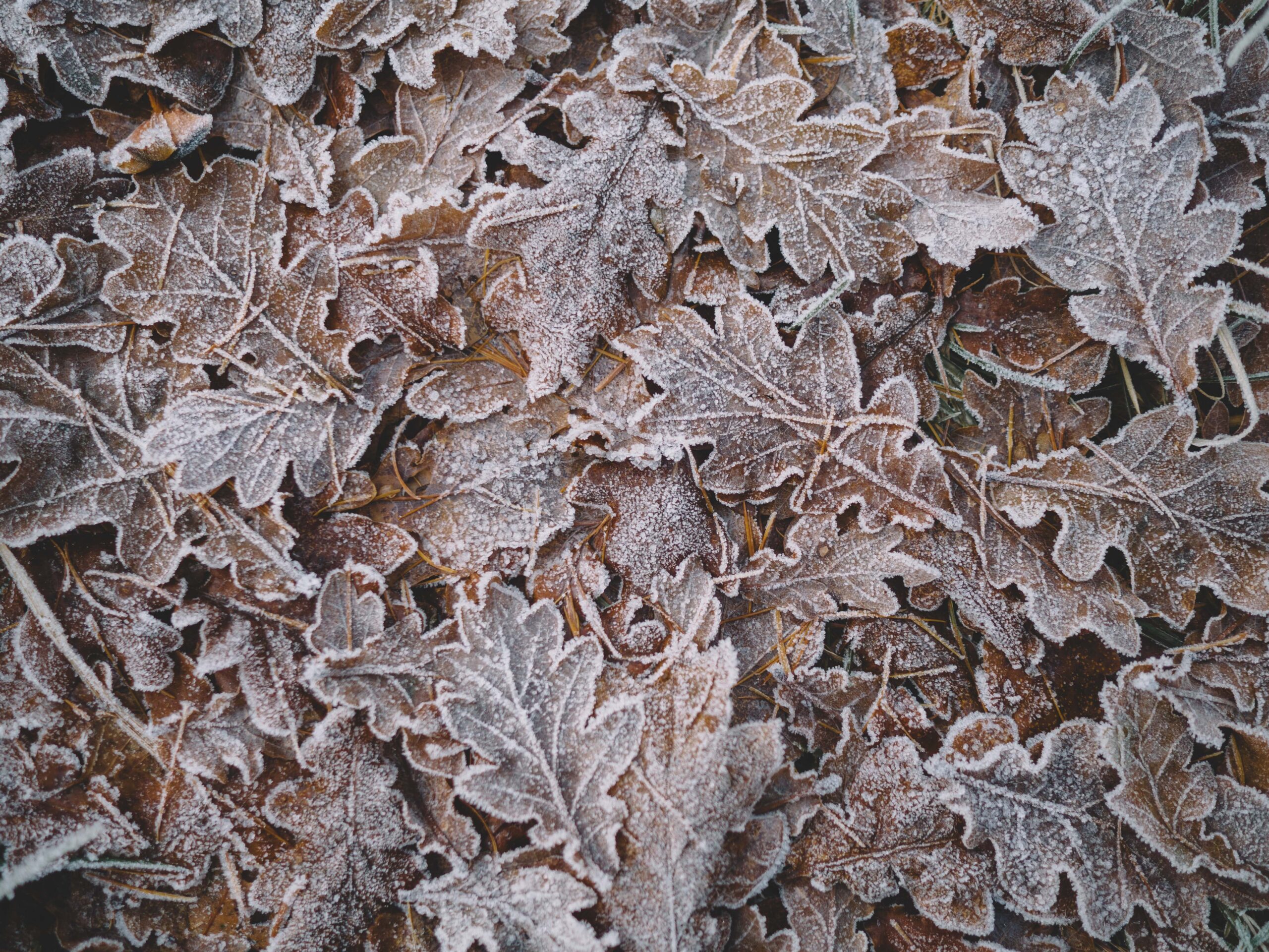 Pile of frosty leaves in Cairngorms National Park, Ballater, United Kingdom