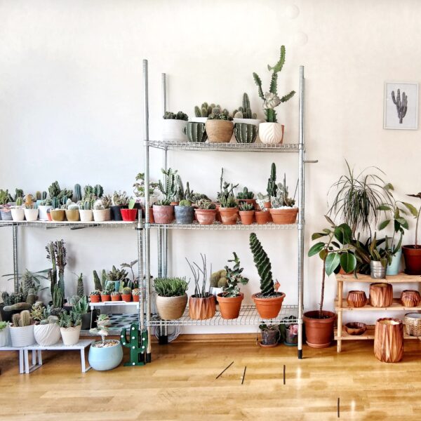 Cactuses and houseplants in pots