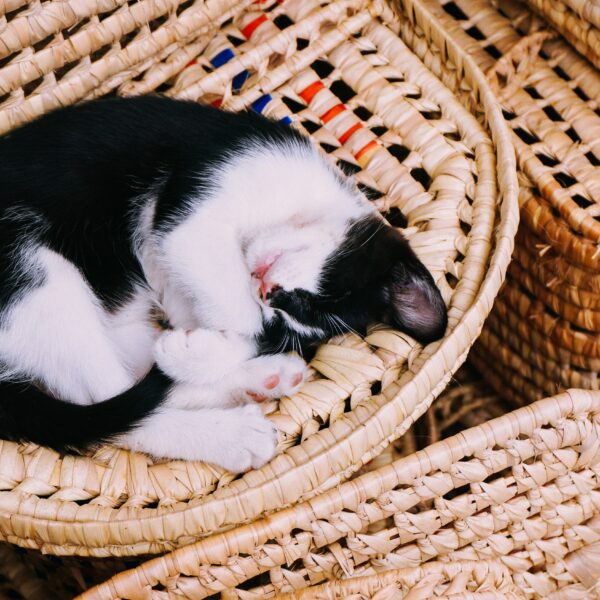 Cat laying on a wicker basket
