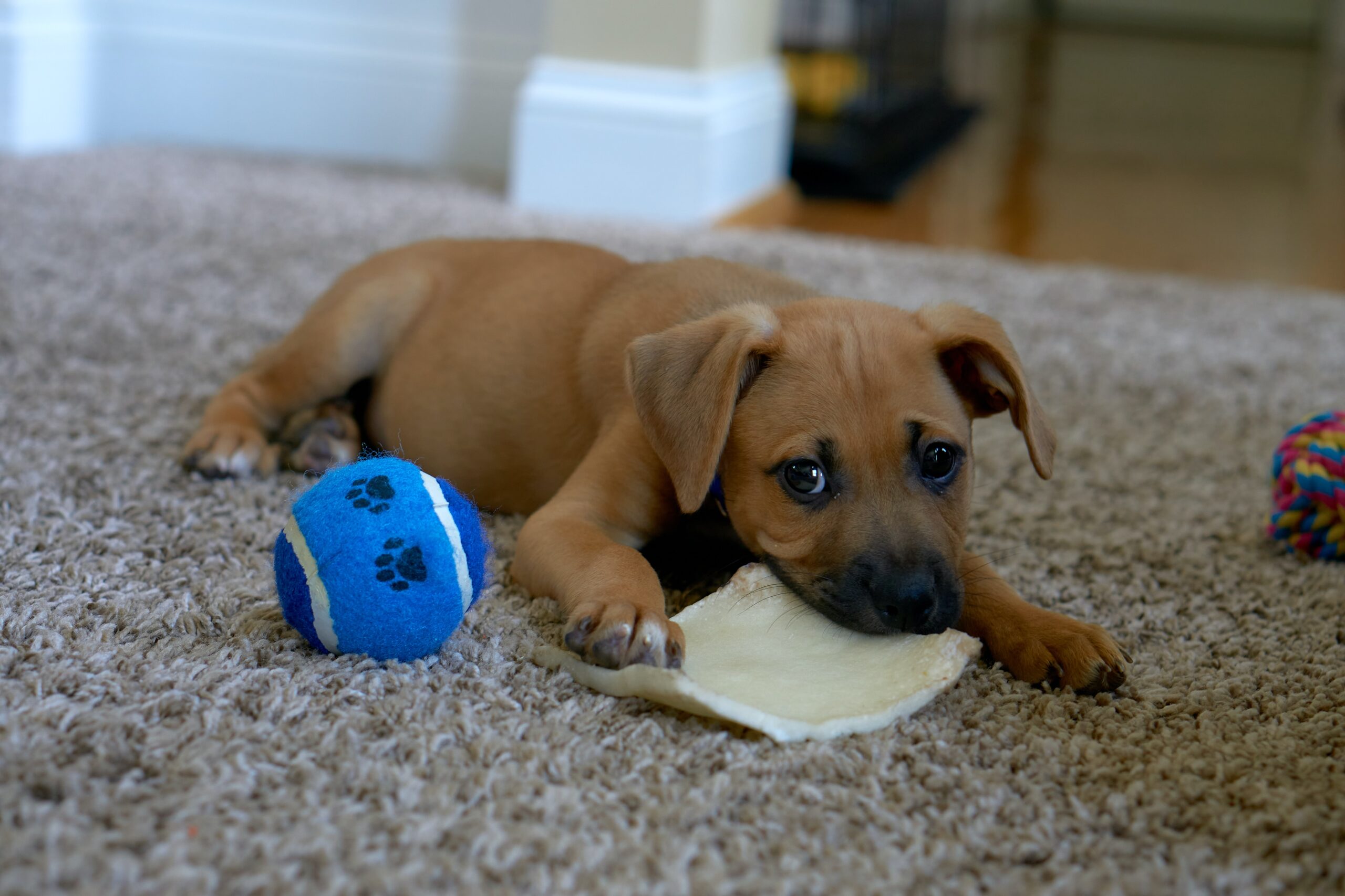 Puppy with a ball