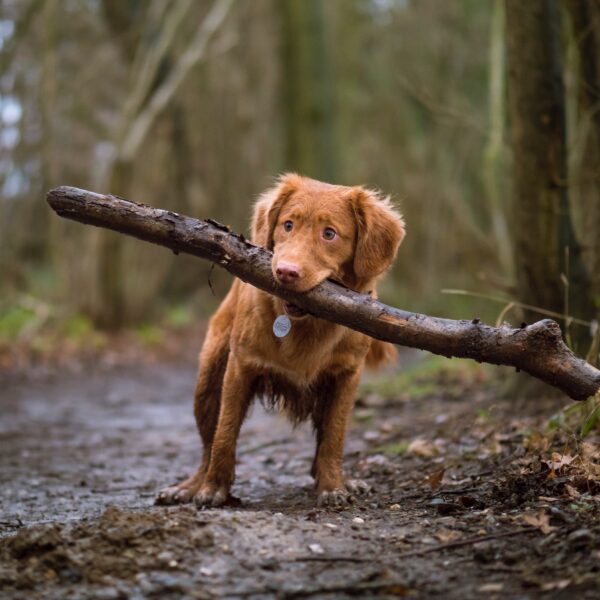 Dog carrying a branch