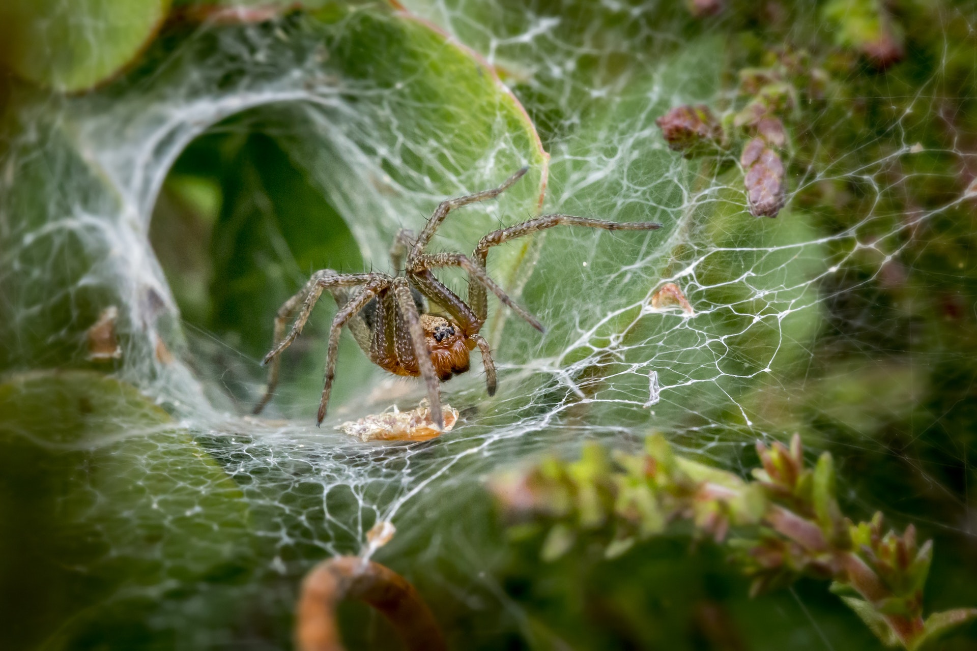 Brown spider on a spider web