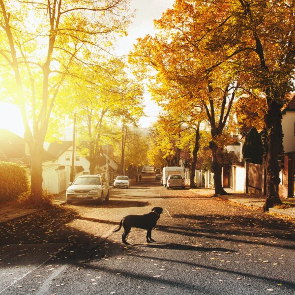 A street of houses lit up by a sunset, with a dog standing in the road