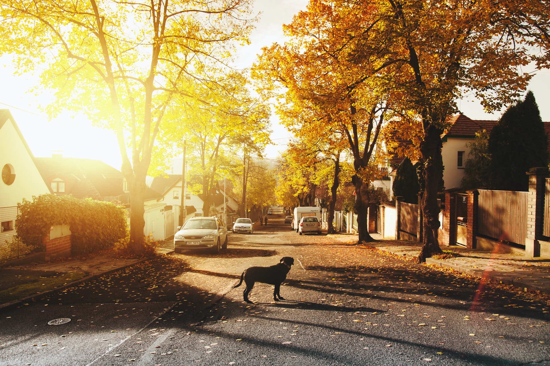A street of houses lit up by a sunset, with a dog standing in the road