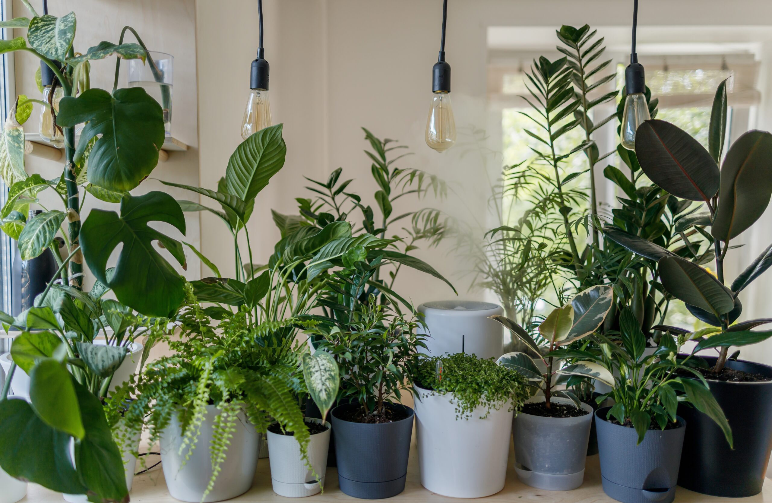 Indoor potted plants