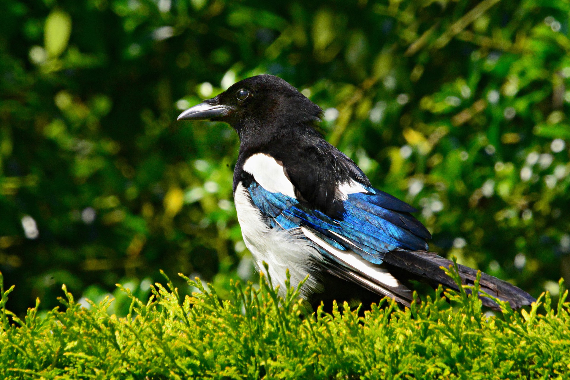 Magpie sitting on a hedge