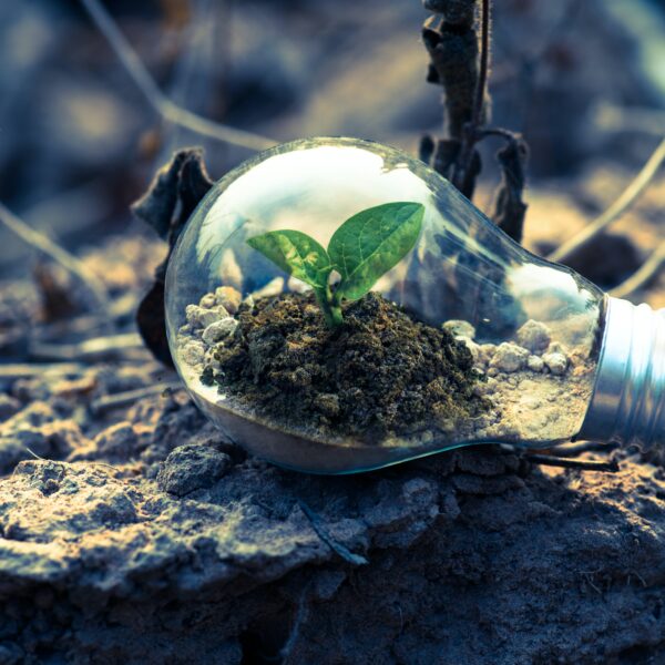 Plant in a lightbulb