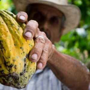 Man holding cacao pod