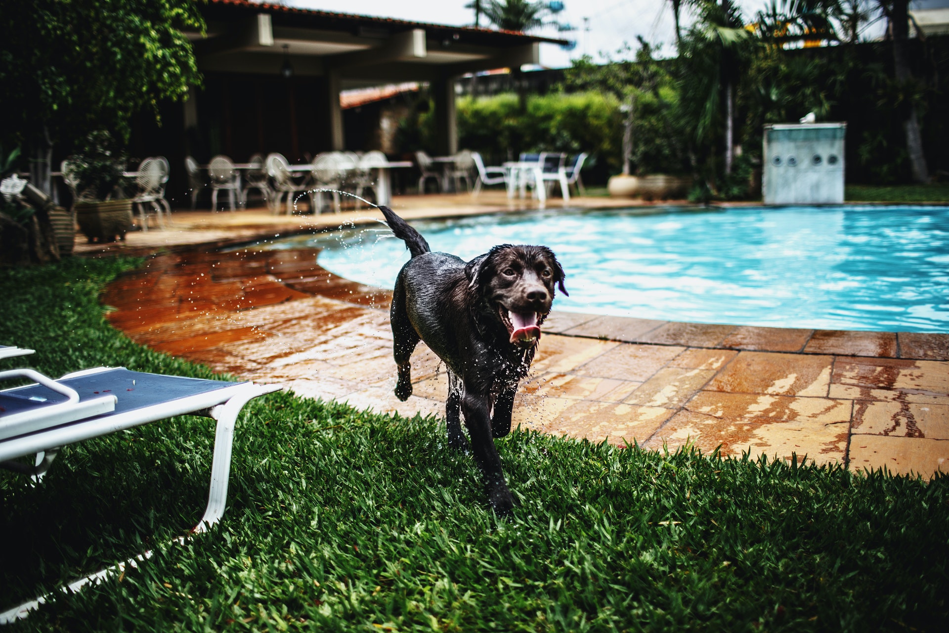 Black dog running next to a pool