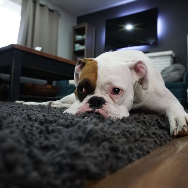All the Pros and Cons of Loose Lay Vinyl Flooring for Dog Owners 2