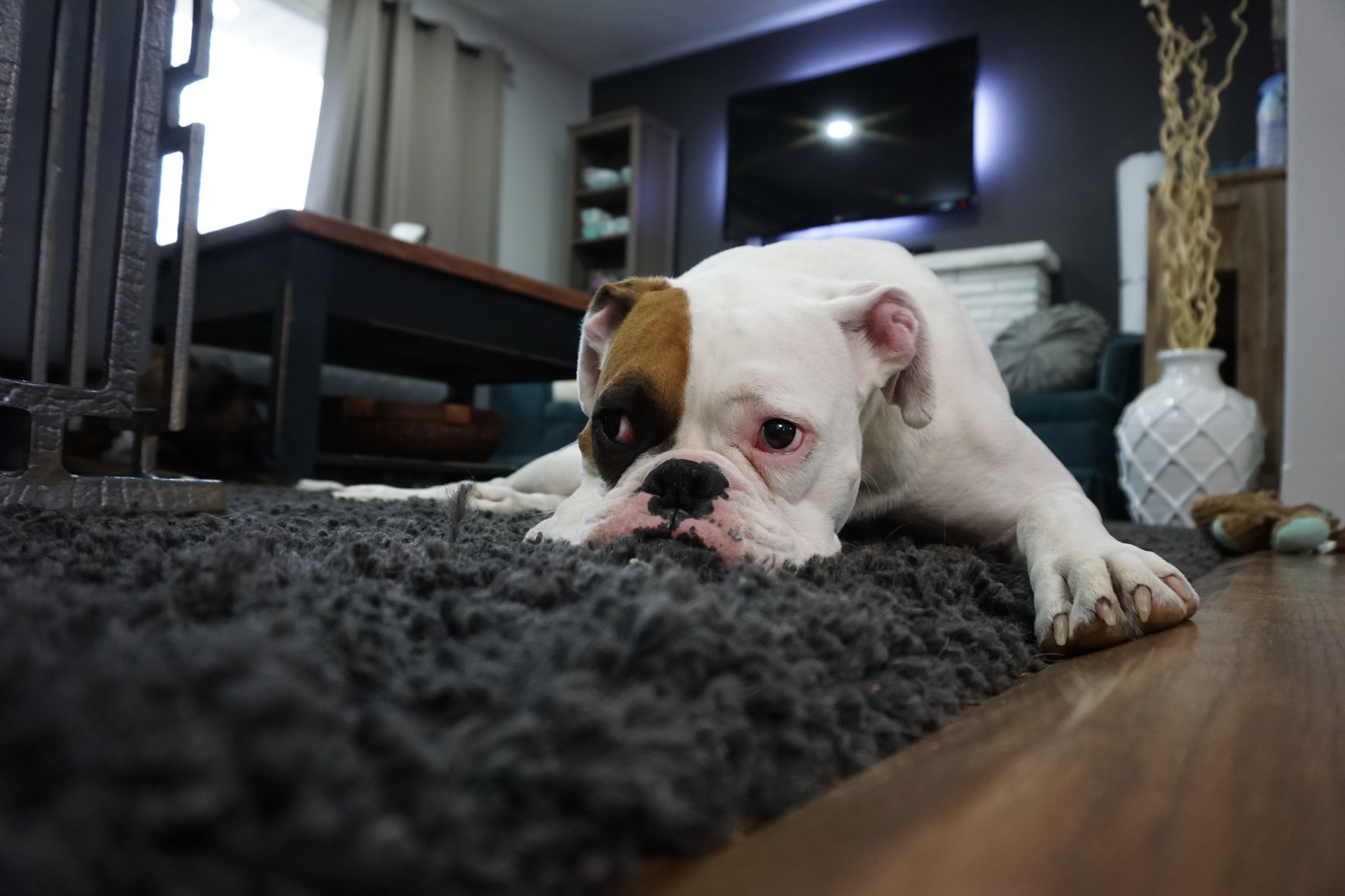 All the Pros and Cons of Loose Lay Vinyl Flooring for Dog Owners 1