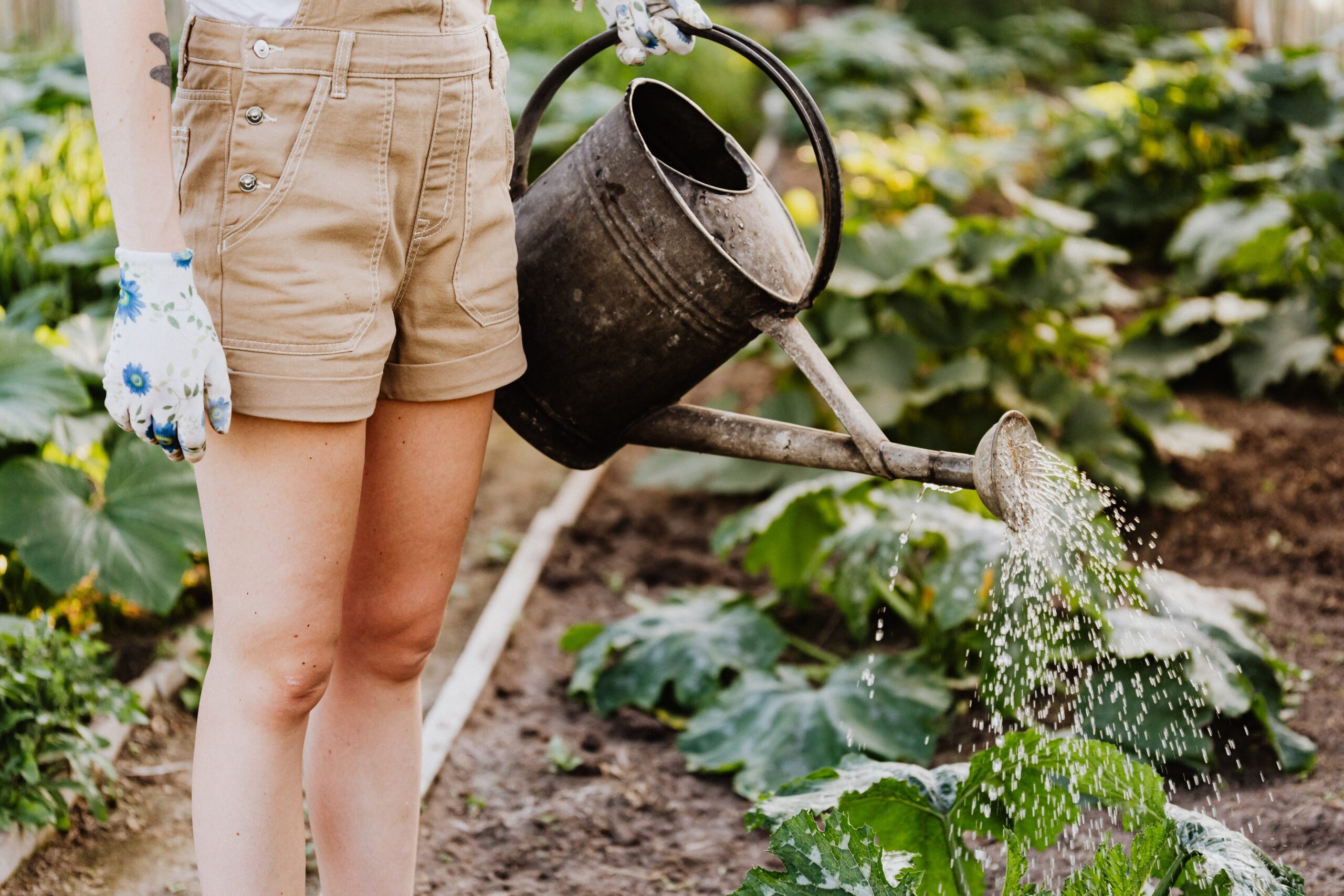 Woman in shorts watering garden