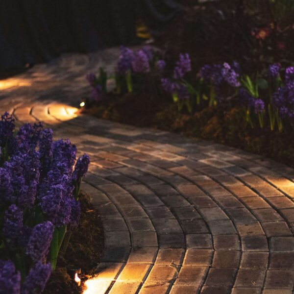 Beautifully lit garden path surrounded by purple flowers