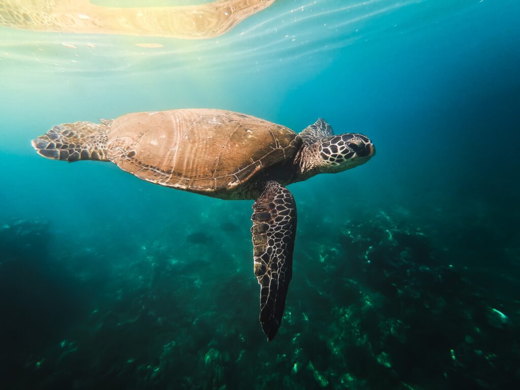 Sea turtle underwater in Maui
